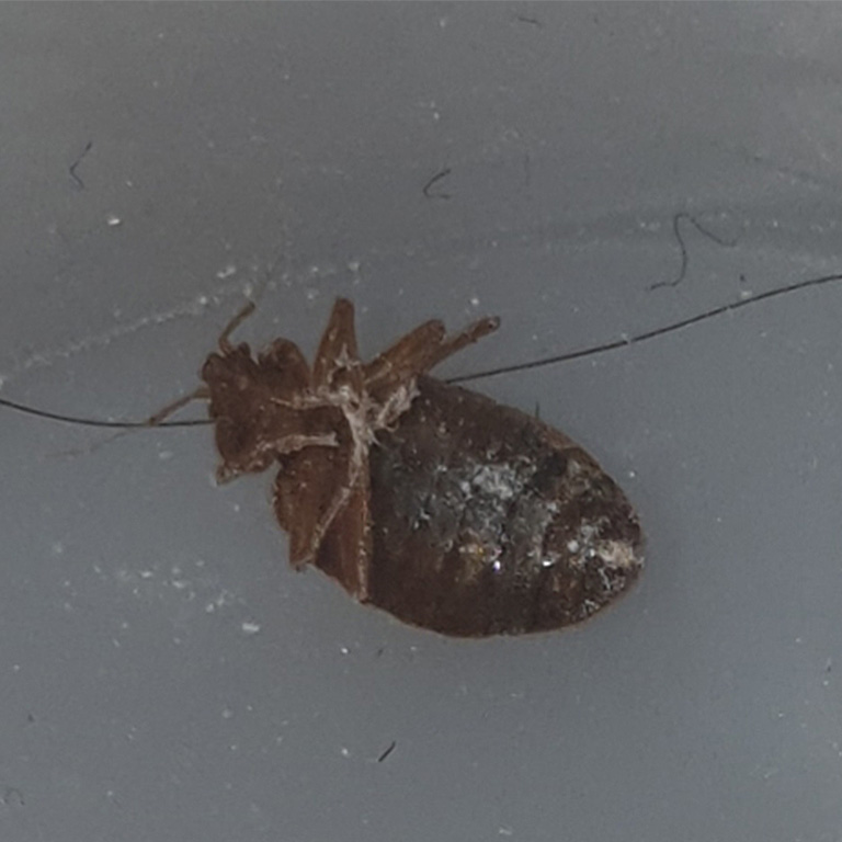 bed-bug-removal-services-ayrshire