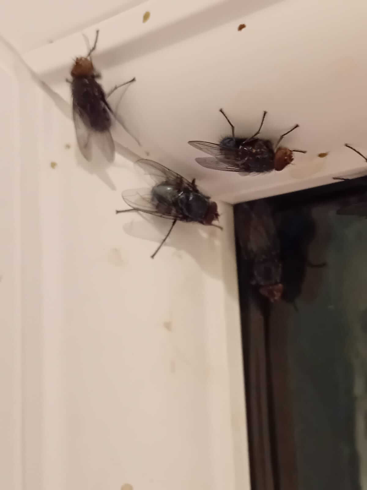 wasp infestation ayr_ ayrshire